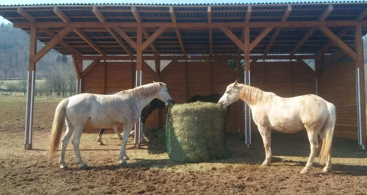 Siatka na siano dla koni – dlaczego wpływają na zdrowie zwierząt i ograniczenie strat paszy?