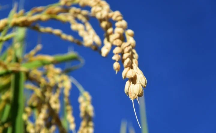 Gdzie kupować materiał siewny? Postaw na sprawdzony sklep dla rolników