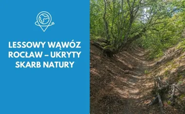 Lessowy wąwóz Rocław  ukryty skarb natury