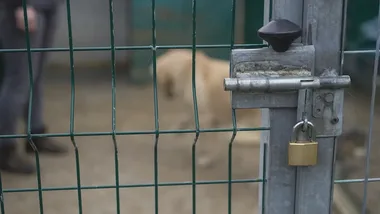 Schronisko dostanie najwięcej z 150 tys. zł na bezdomne zwierzęta w Brodach