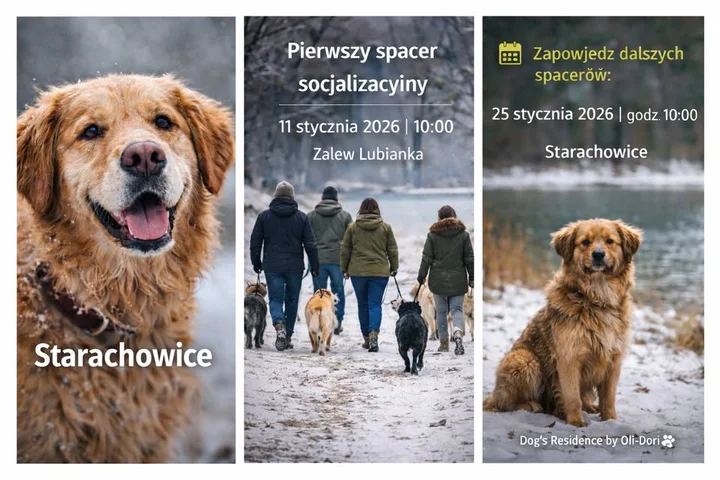 Grafika promocyjna wydarzenia Spacer socjalizacyjny — Starachowice (Dog’s Residence by Oli‑Dori)