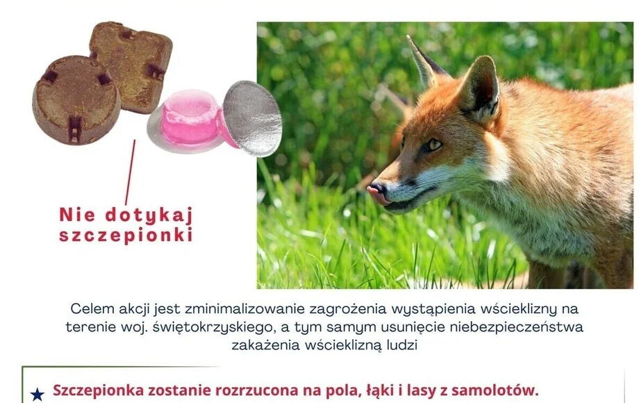 Grafika promocyjna wydarzenia Szczepienie lisów przeciwko wściekliźnie w województwie świętokrzyskim