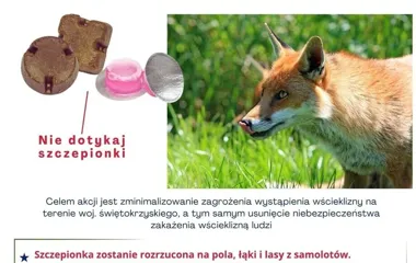 Szczepienie lisów przeciwko wściekliźnie w województwie świętokrzyskim