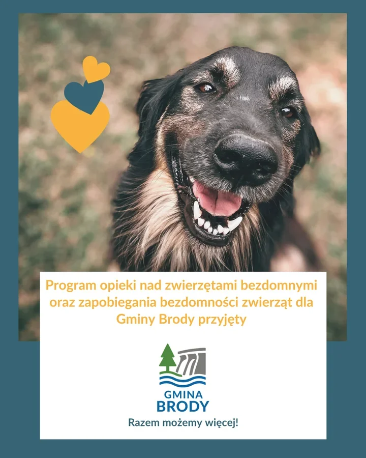 Brody stawiają na bezdomne zwierzęta i wydają 100 tys. zł na ich opiekę