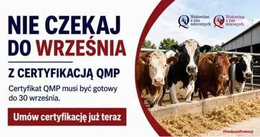 Certyfikat QMP może podnieść cenę bydła. Jest też termin