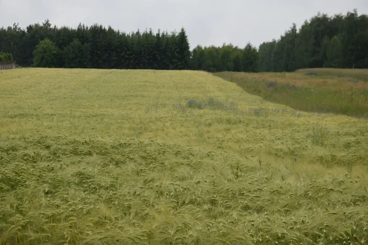 Zatwierdzono listę odmian zalecanych do uprawy w województwie świętokrzyskim