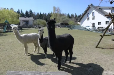 Alpaki i konie przyciągają gości – dwa miejsca w gminie Mirzec