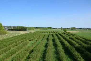 Nawet 3 tys. zł za hektar strat. Rolnicy mogą składać wnioski
